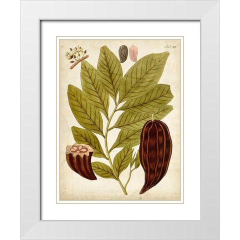 Horticultural Specimen III White Modern Wood Framed Art Print with Double Matting by Unknown