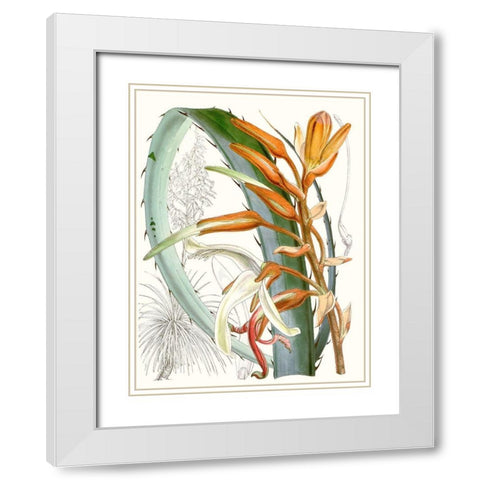 Tropical Variety III White Modern Wood Framed Art Print with Double Matting by Curtis