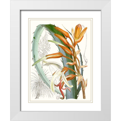 Tropical Variety III White Modern Wood Framed Art Print with Double Matting by Curtis