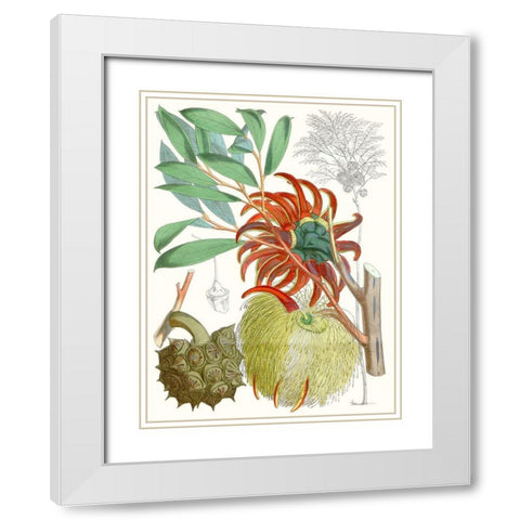 Tropical Variety IV White Modern Wood Framed Art Print with Double Matting by Curtis