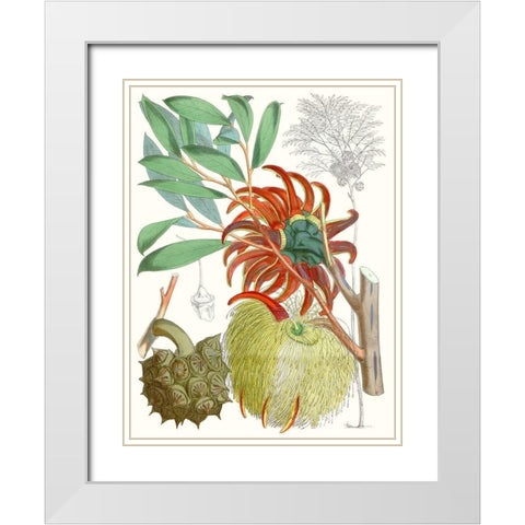 Tropical Variety IV White Modern Wood Framed Art Print with Double Matting by Curtis