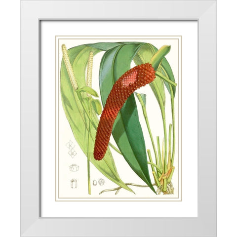 Tropical Variety V White Modern Wood Framed Art Print with Double Matting by Curtis