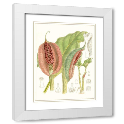 Tropical Variety VI White Modern Wood Framed Art Print with Double Matting by Curtis