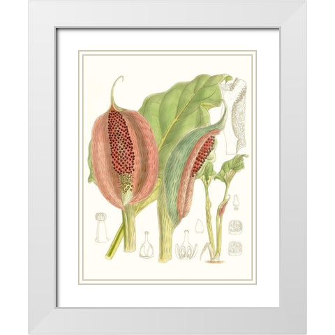 Tropical Variety VI White Modern Wood Framed Art Print with Double Matting by Curtis