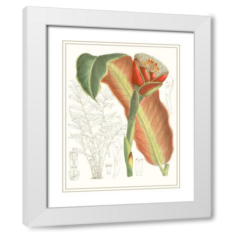 Tropical Variety VII White Modern Wood Framed Art Print with Double Matting by Curtis