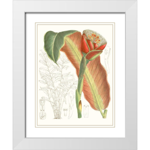 Tropical Variety VII White Modern Wood Framed Art Print with Double Matting by Curtis