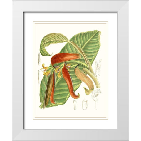 Tropical Variety VIII White Modern Wood Framed Art Print with Double Matting by Curtis