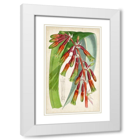 Tropical Gems I White Modern Wood Framed Art Print with Double Matting by Curtis