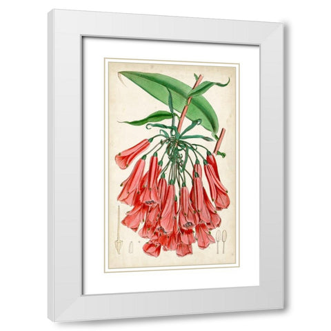 Tropical Gems II White Modern Wood Framed Art Print with Double Matting by Curtis