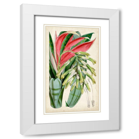 Tropical Gems III White Modern Wood Framed Art Print with Double Matting by Curtis