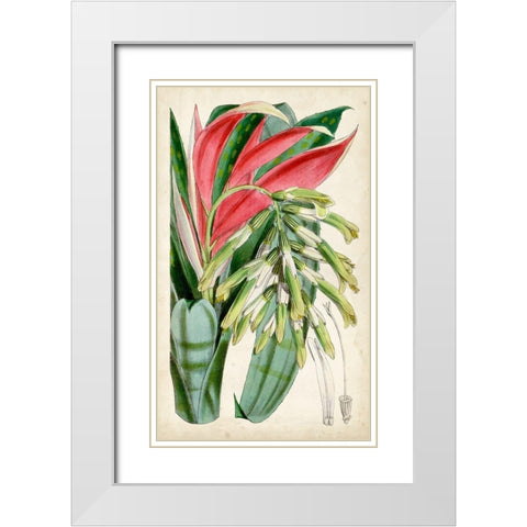 Tropical Gems III White Modern Wood Framed Art Print with Double Matting by Curtis