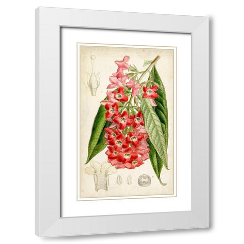 Tropical Gems IV White Modern Wood Framed Art Print with Double Matting by Curtis