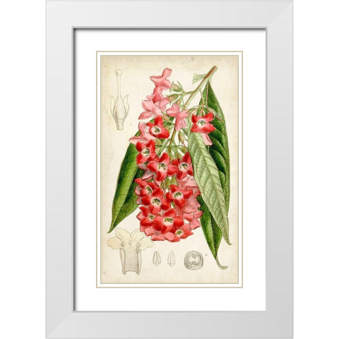 Tropical Gems IV White Modern Wood Framed Art Print with Double Matting by Curtis