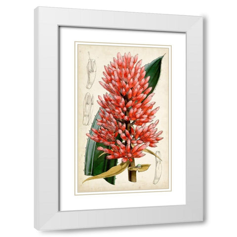Tropical Gems V White Modern Wood Framed Art Print with Double Matting by Curtis