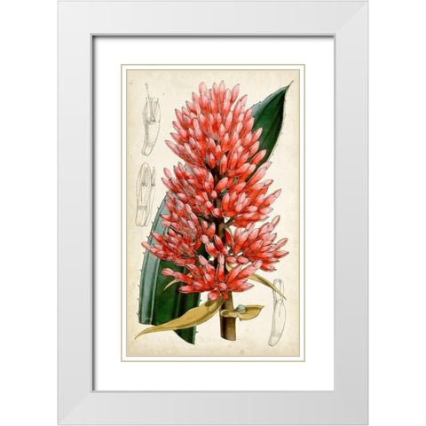 Tropical Gems V White Modern Wood Framed Art Print with Double Matting by Curtis