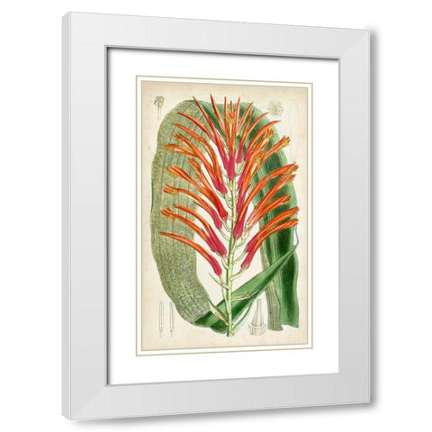 Tropical Gems VI White Modern Wood Framed Art Print with Double Matting by Curtis