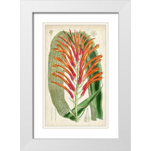 Tropical Gems VI White Modern Wood Framed Art Print with Double Matting by Curtis