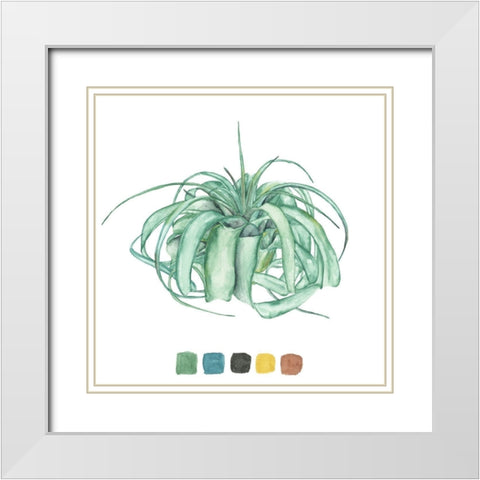 Air Plant Study I White Modern Wood Framed Art Print with Double Matting by Wang, Melissa