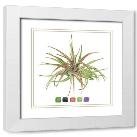 Air Plant Study II White Modern Wood Framed Art Print with Double Matting by Wang, Melissa