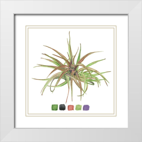 Air Plant Study II White Modern Wood Framed Art Print with Double Matting by Wang, Melissa