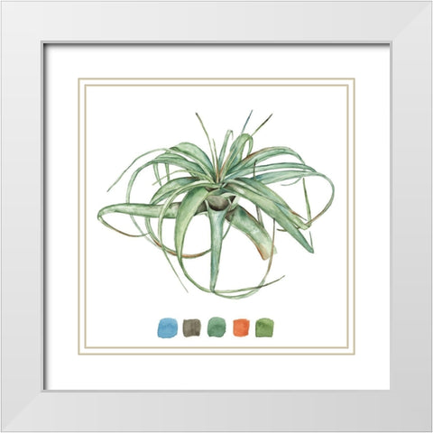 Air Plant Study III White Modern Wood Framed Art Print with Double Matting by Wang, Melissa