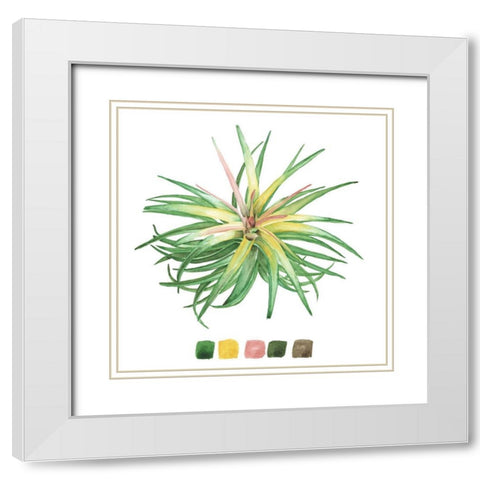 Air Plant Study IV White Modern Wood Framed Art Print with Double Matting by Wang, Melissa