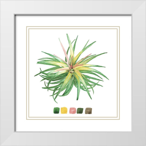 Air Plant Study IV White Modern Wood Framed Art Print with Double Matting by Wang, Melissa