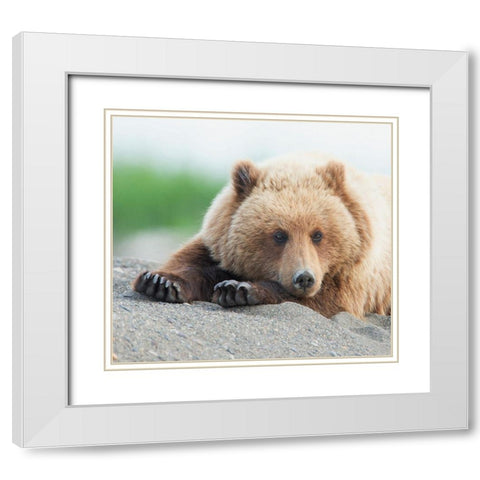 Bear Life IV White Modern Wood Framed Art Print with Double Matting by PHBurchett