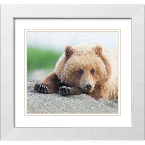 Bear Life IV White Modern Wood Framed Art Print with Double Matting by PHBurchett