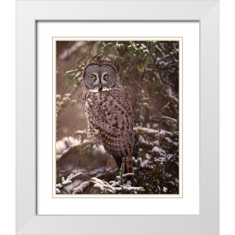 Owl in the Snow I White Modern Wood Framed Art Print with Double Matting by PHBurchett
