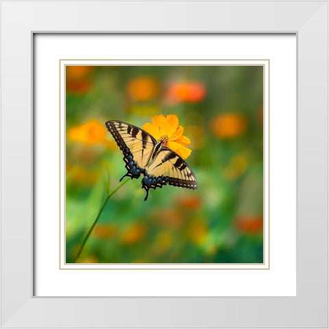 Butterfly Portrait I White Modern Wood Framed Art Print with Double Matting by PHBurchett