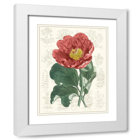 Peony Flower Garden I White Modern Wood Framed Art Print with Double Matting by Vision Studio