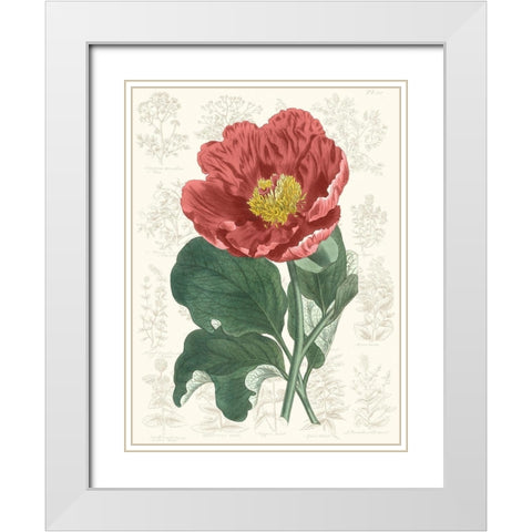 Peony Flower Garden I White Modern Wood Framed Art Print with Double Matting by Vision Studio