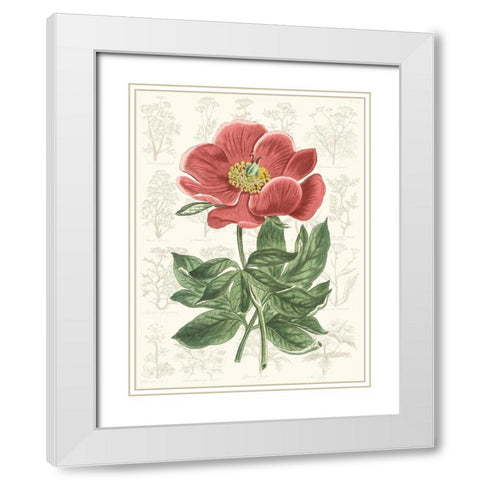 Peony Flower Garden II White Modern Wood Framed Art Print with Double Matting by Vision Studio