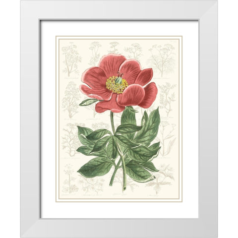 Peony Flower Garden II White Modern Wood Framed Art Print with Double Matting by Vision Studio