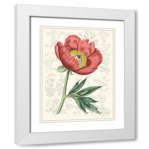 Peony Flower Garden III White Modern Wood Framed Art Print with Double Matting by Vision Studio