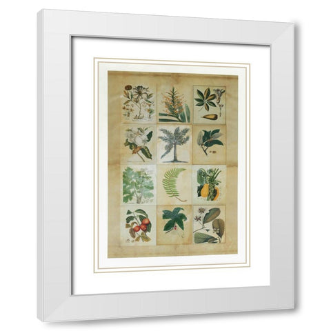 Botanical Sampler I White Modern Wood Framed Art Print with Double Matting by Vision Studio