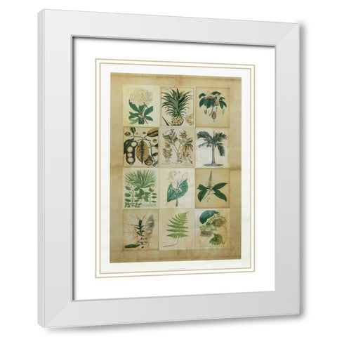 Botanical Sampler II White Modern Wood Framed Art Print with Double Matting by Vision Studio