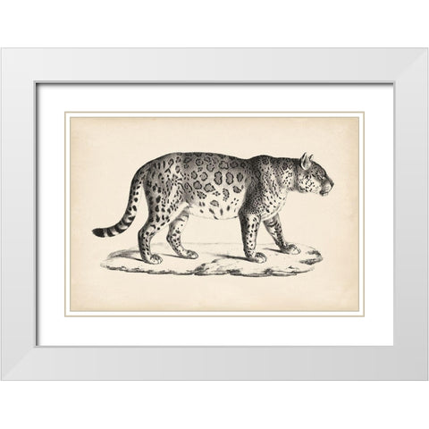 Brodtmann Male Leopard White Modern Wood Framed Art Print with Double Matting by Brodtmann