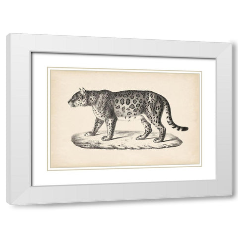 Brodtmann Female Leopard White Modern Wood Framed Art Print with Double Matting by Brodtmann