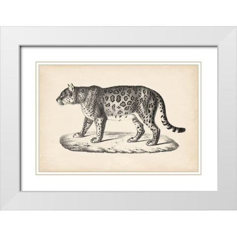 Brodtmann Female Leopard White Modern Wood Framed Art Print with Double Matting by Brodtmann