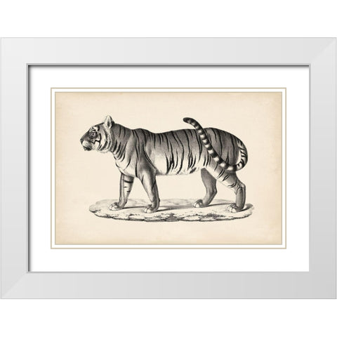 Brodtmann Male Tiger White Modern Wood Framed Art Print with Double Matting by Brodtmann