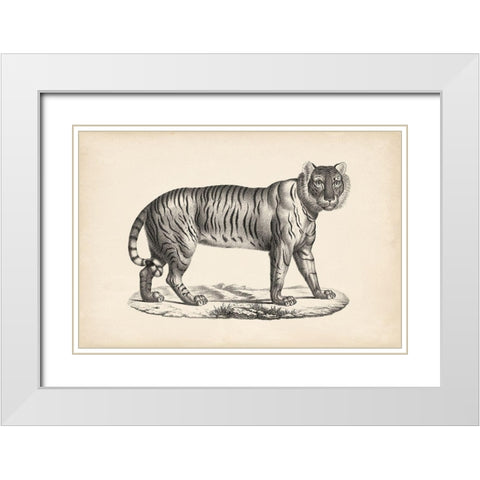 Brodtmann Female Tiger White Modern Wood Framed Art Print with Double Matting by Brodtmann