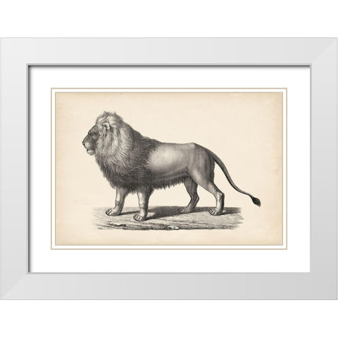 Brodtmann Lion White Modern Wood Framed Art Print with Double Matting by Brodtmann