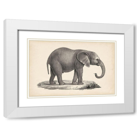 Brodtmann Young Elephant White Modern Wood Framed Art Print with Double Matting by Brodtmann