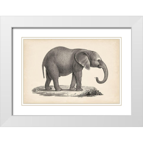 Brodtmann Young Elephant White Modern Wood Framed Art Print with Double Matting by Brodtmann