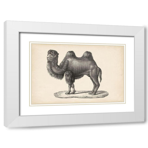 Brodtmann Camel White Modern Wood Framed Art Print with Double Matting by Brodtmann