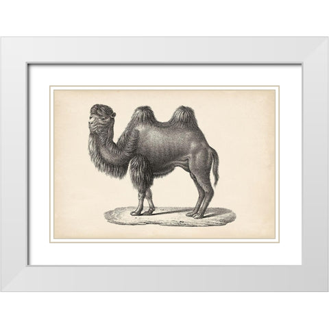 Brodtmann Camel White Modern Wood Framed Art Print with Double Matting by Brodtmann