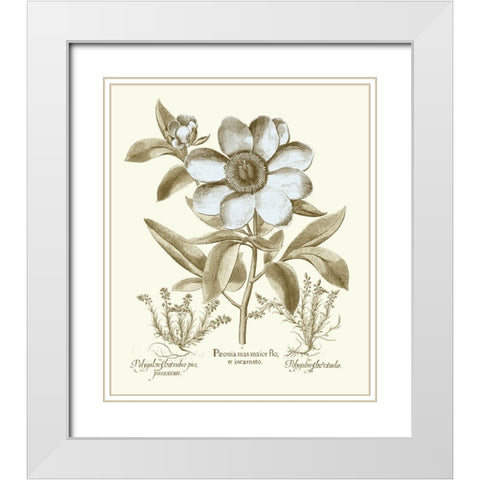 Spa Peonies I White Modern Wood Framed Art Print with Double Matting by Besler, Basilius