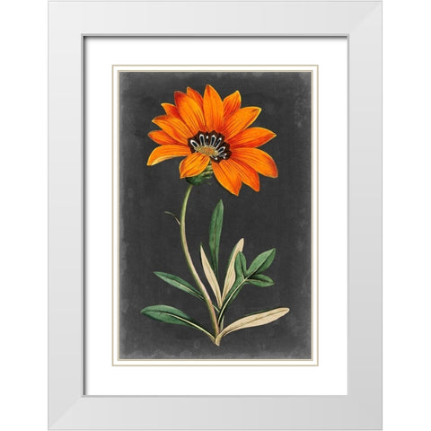 Dramatic Floral I White Modern Wood Framed Art Print with Double Matting by Curtis